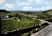 CPSM Auxey Duresses Vue Generale Sur Les Vignes