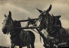 CPSM En Guyenne Gascogne Attelage de Mules Landaises 