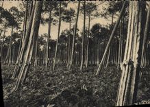 CPSM En Guyenne Gascogne Nos sous bois de pins et fougeres 
