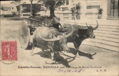 CPA Exposition Coloniale Marseille Attelage de Boeufs Tonkinois 