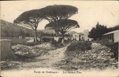 CPA Camp de Carpiagne Les Grands Pins 