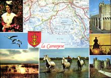 CPSM La Camargue En Camargue A vec les Gardians 