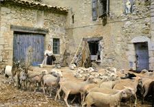 CPSM Les Belles Images de Provence Depart de la Bergerie 