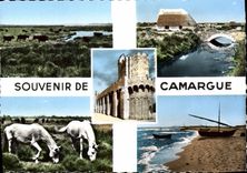 CPSM Souvenir de Camargue 