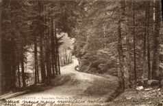 CPA Chenelette Sous bois Route de St Rigaud 