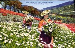 CPA La Cote d'Azur Fleurie Cueillette des Marguerites 