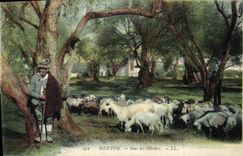 CPA Menton sous les Oliviers 