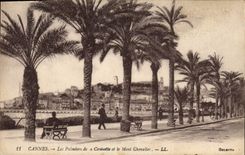 CPA Cannes Les Palmiers de a Croisette et le Mont Chevalier 