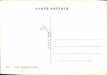 CPSM Nicoise Cueillette d'orange