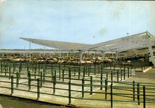 CPSM Parthenay (Deux Sevres 79) Le Marche aux Bestiaux