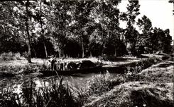 CPSM Niort(Deux Sevres) Le Marais Poitevin Transport du betail juillet 1958