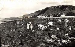 CPA Ste Honorine sur Mer Calvados La Peche aux Moules 
