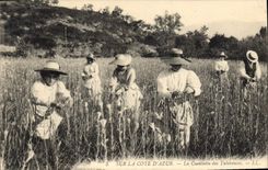 CPA Sur la Cote d'Azur La Cueillete des Tubereuses