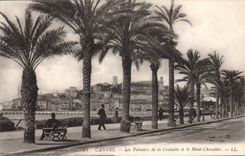 CPA Cannes Les Palmiers de la Croisette et le Mont Chevalier