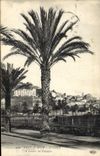 CPA Hyeres A travers les Palmiers