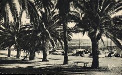 CPA Bandol Allee des Palmiers 
