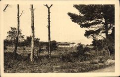 CPA Hyeres Hippodrome de la Plage et ses pins magnifiques 