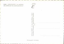 CPSM Cote D'Azur La cueillette des oeillets par de jeunes paysannes 