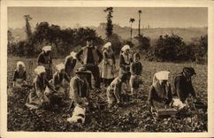 CPA Plougastel Daoulas la Cueillette des Fraises 