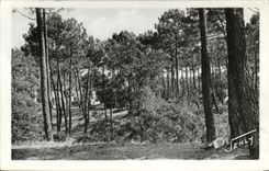 CPA Longeville sur Mer (Vendee) Paysage dans le Foret
