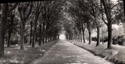 CPSM Auxerre Allee de l'Arbre Sec 