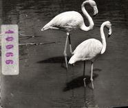 CPM Camargue Flamants Roses