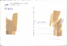 CPM Camargue Flamants Roses