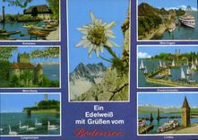 CPM Ein Edelweib Mit Gruben Vom Bodensee
