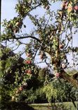 CPM Promenade A L'Automne Dans Le Roussillon