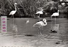 CPM Camargne Flamants Roses