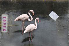 CPM En Camargue Flamants Roses