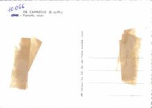 CPM En Camargue Flamants Roses