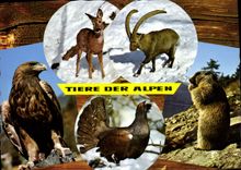 CPM Tiere Der Alpen Alpina Qualibat Verkault Sich Besserl