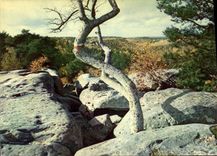 CPSM Fontainebleau La Foret Dans Les Gorges De Franchard