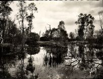 CPSM Fontainebleau La Foret La Mare Aux Fees