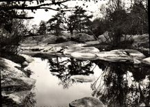 CPSM Fontainebleau La Foret Mare Aux Grenouiles