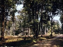 CPSM Fontainebleau Sur La Route Ronde