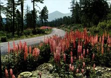 CPSM Lumiere Et Couleurs De La Montgane FONT ROMEU