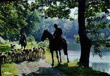 CPSM Chasse A Courre Hunting Hetzjagd