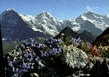 CPSM Eiger Monch Und Jungfrau