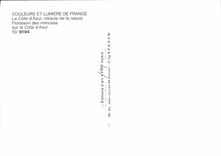 CPSM La Cote D'Azur Mimosa