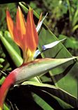 CPSM Flores De Tenerife Pajaro Del Paraiso Strelitzia