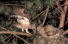 CPSM Hibou Moyen Duc Le Moyen Duc Est