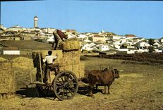 CPSM Portugal Algarve Vila Do Bispo Carro De Bois