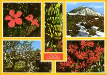 CPSM Tenerife Canaria Flora