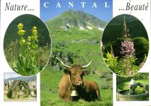 CPSM En Auvergne Divers aspects du Cantal 