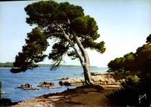CPSM La Cote d'Azur miracle de la nature Ile Saint Honorat 