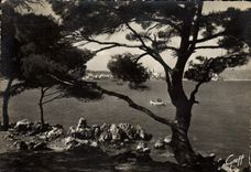 CPSM La Cote d'Azur Antibes Alpes Maritimes Pins et rochers du Cap 