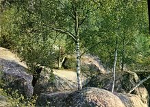 CPSM Fontainebleau Rochers en foret 