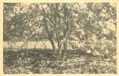 CPA arbre